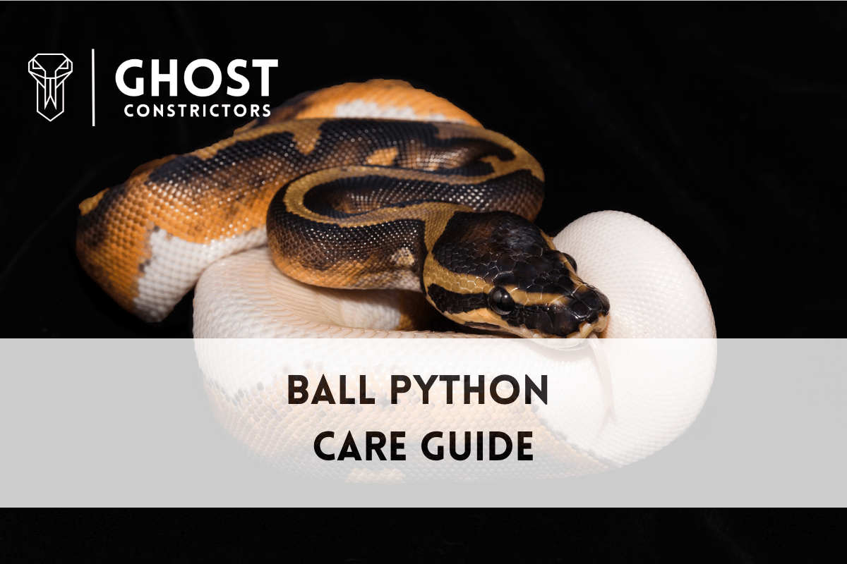 Ball Python Care Guide for Beginners | Setup, Feeding & Handling ...