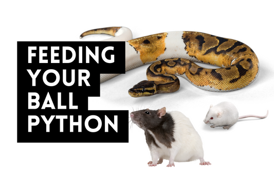 Feeding Your Ball Python: Size Guide, Schedule & Tips