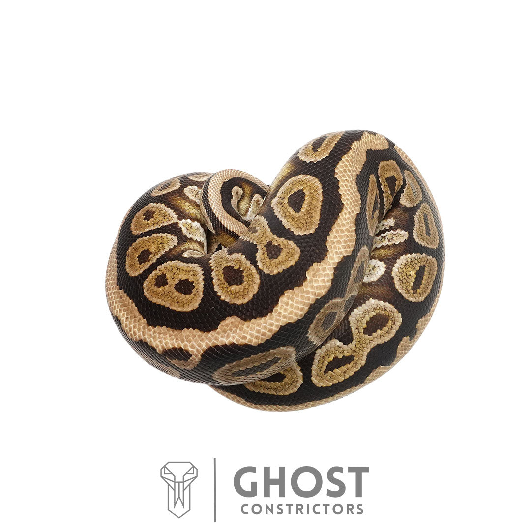 Cypress Spotnose Female Ball Python | Proven Breeder