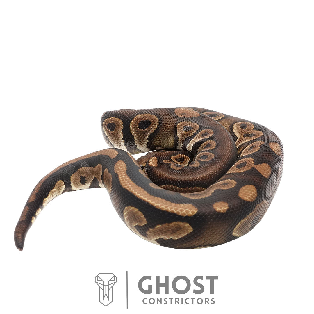 Chocolate Black Pastel Het Clown Male | Proven Breeder