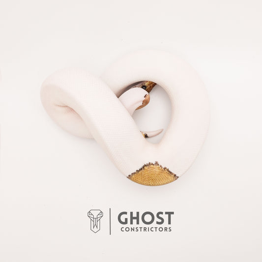 Mojave Pastel Pied VPI Axanthic