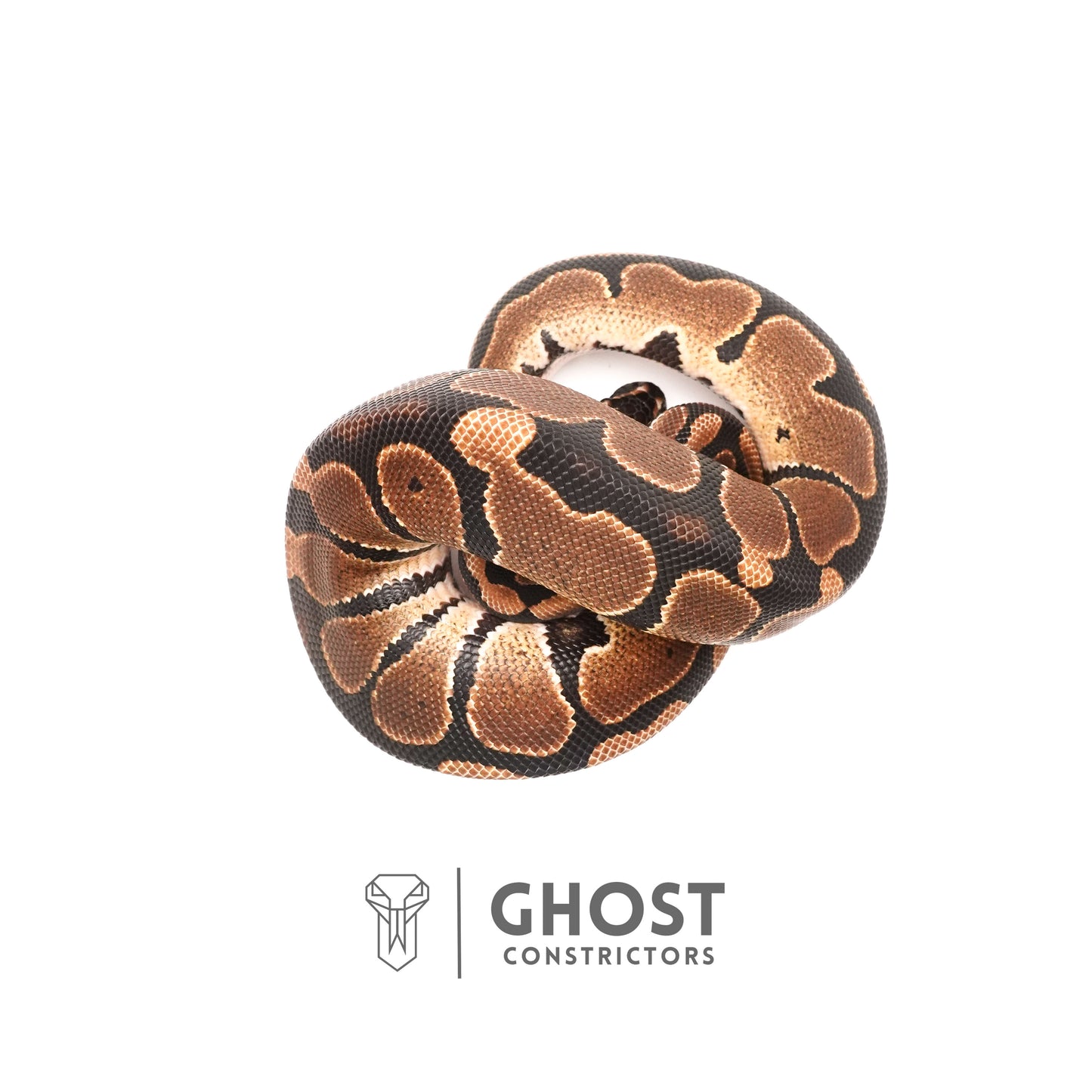 Dbl Het VPI Axanthic Piebald