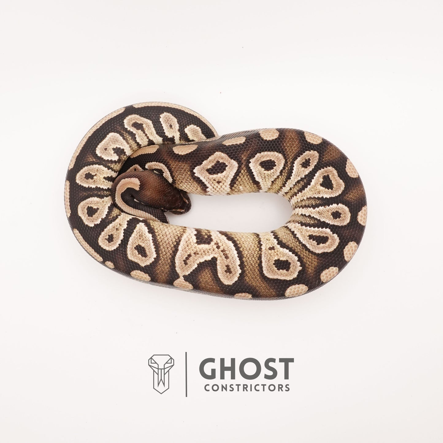 Mojave Dbl Het VPI Axanthic Pied