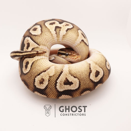 Mojave Pastel Dbl Het VPI Axanthic Pied