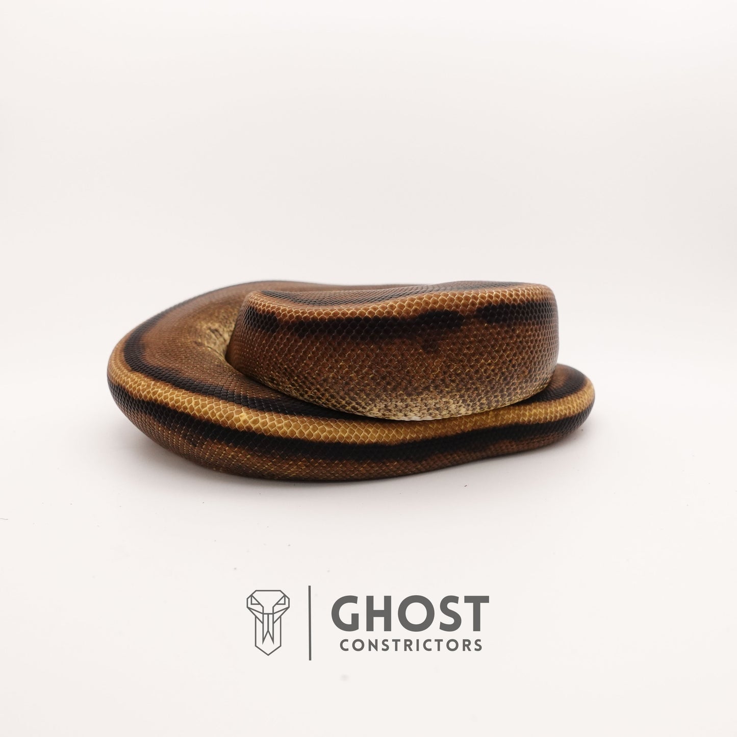 G-Stripe 50% Het Clown