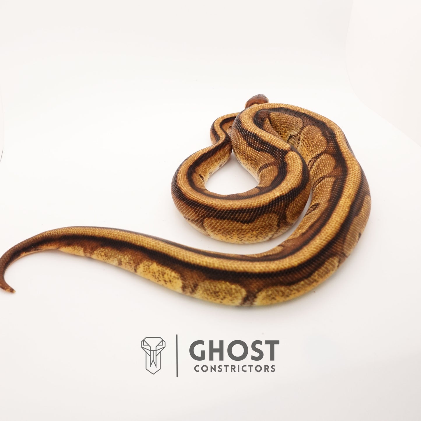 Enchi G-Stripe 50% Het Clown