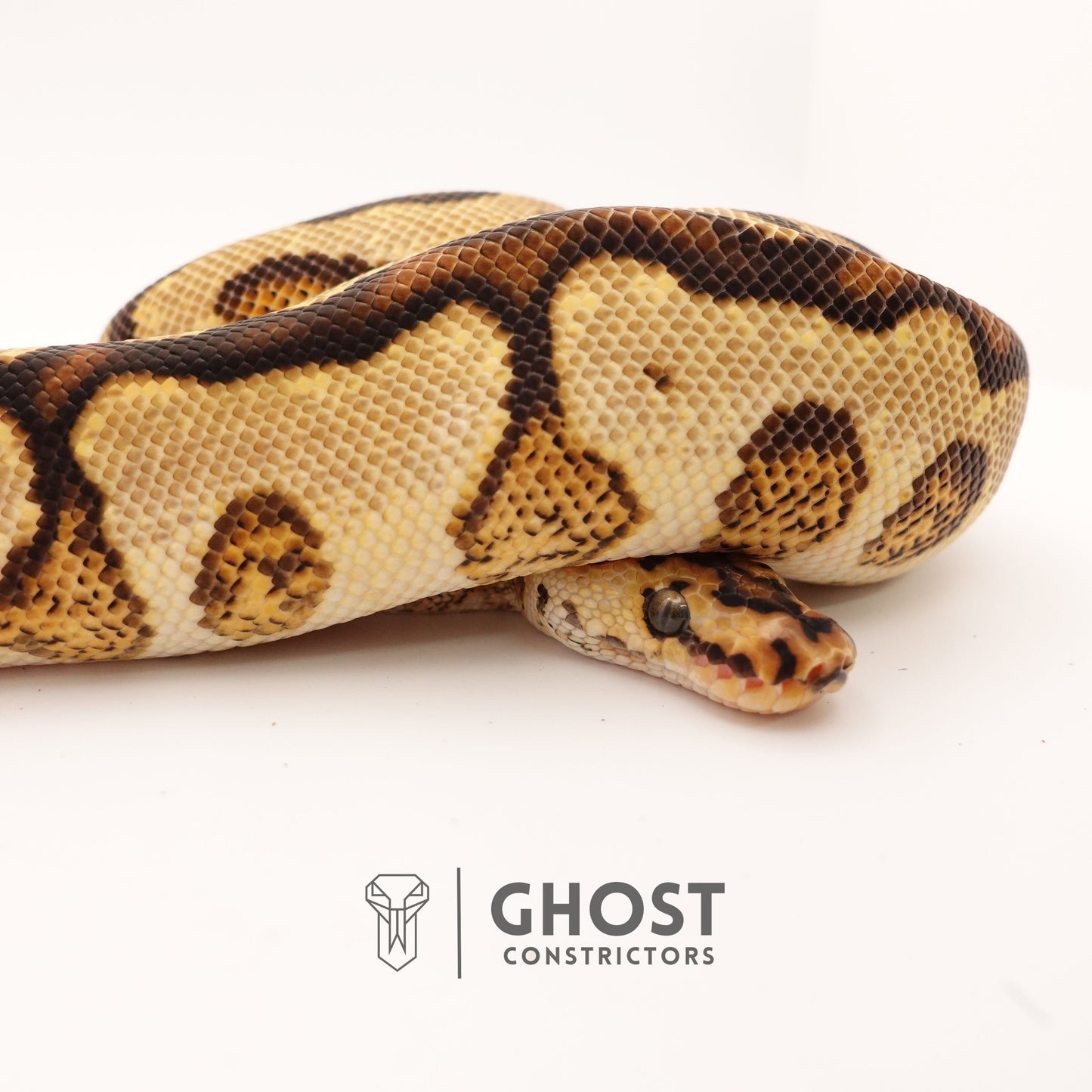 Clown, Spotnose, Yellow Belly