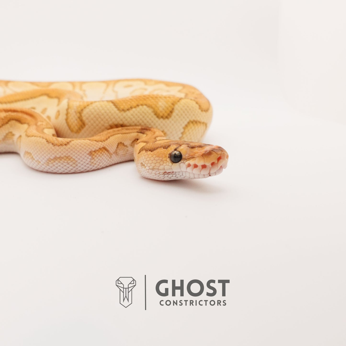 Lesser (YB) Clown