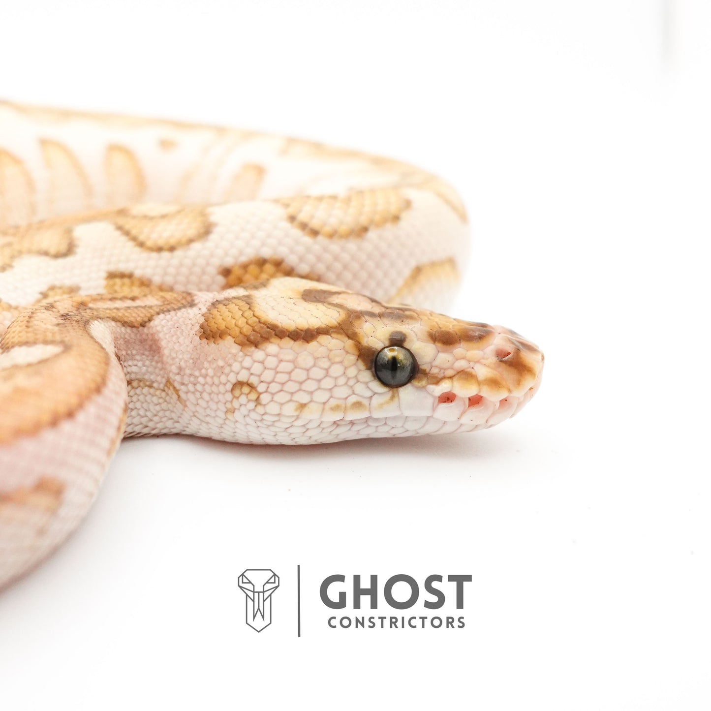 Lesser Spotnose YB Clown