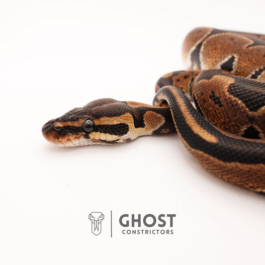 Blackhead Disco Het Ultramel