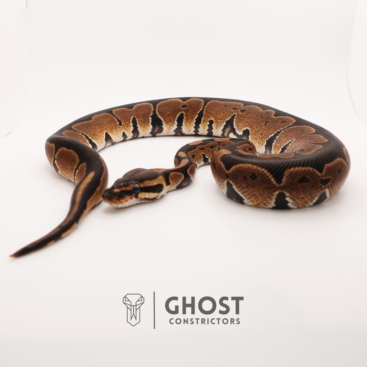 Blackhead Disco Het Ultramel