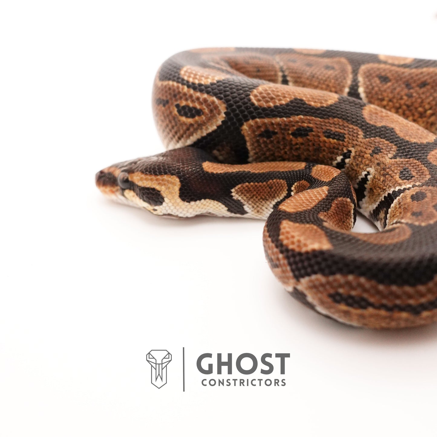 Het Ultramel Ball Python