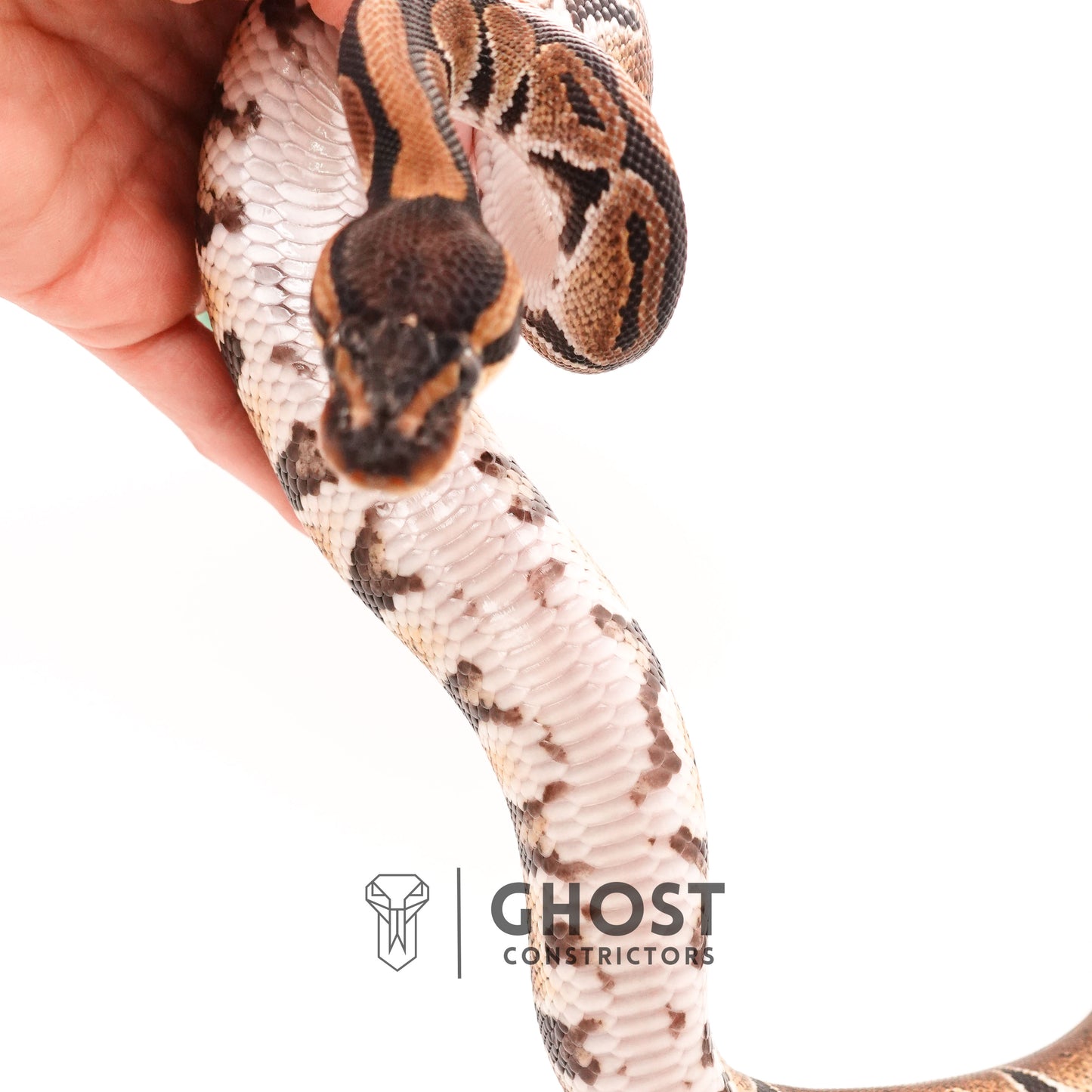 Het Ultramel Ball Python