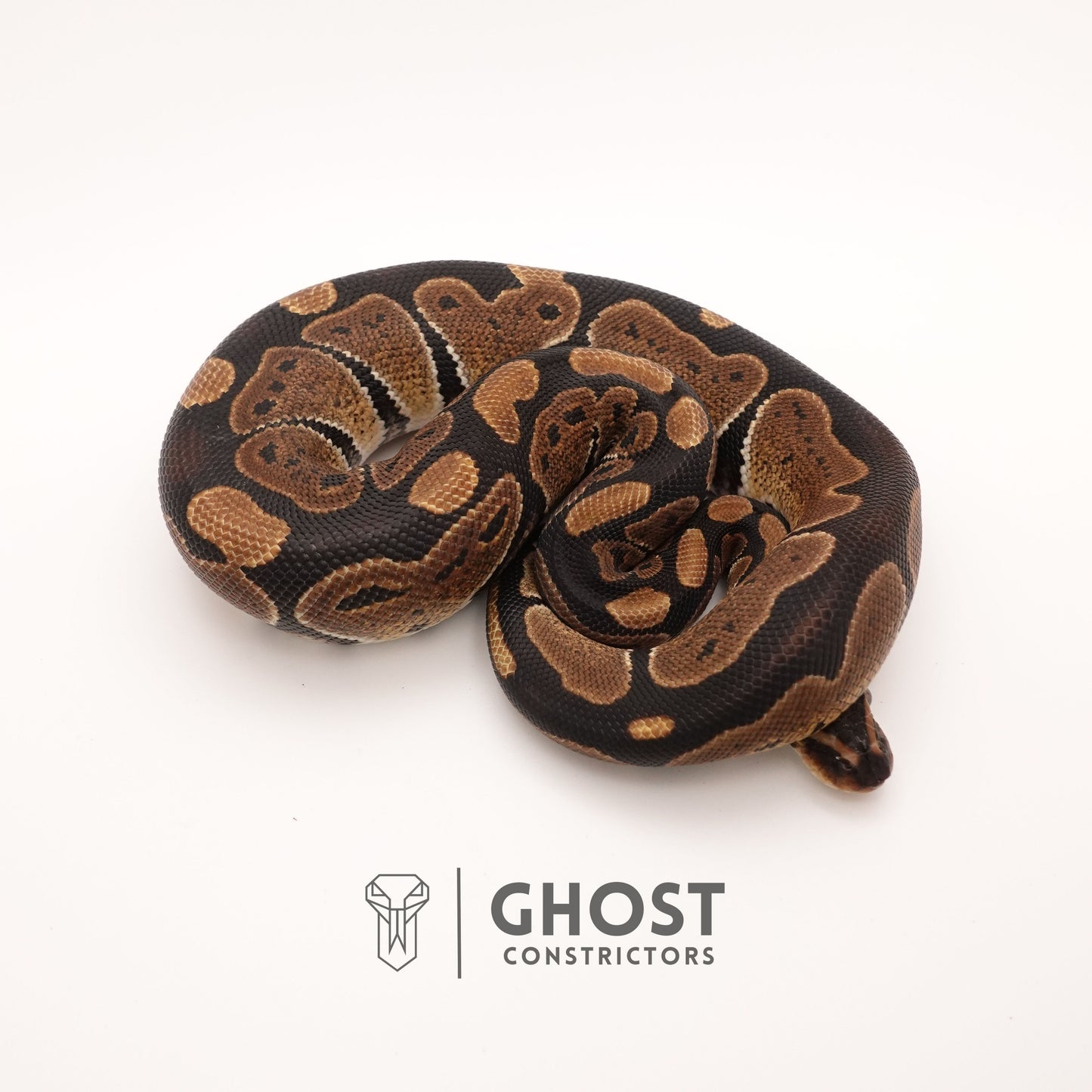 Het Ultramel Ball Python