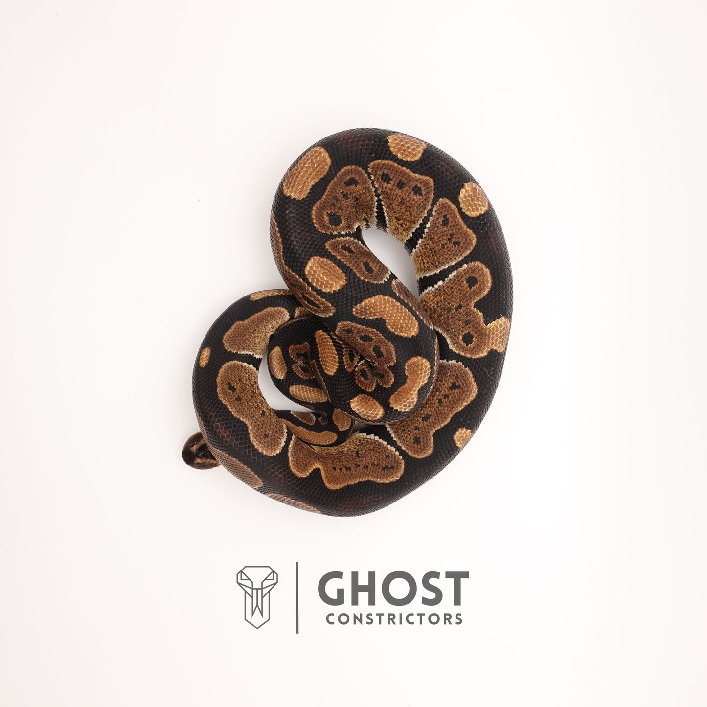 Het Ultramel Ball Python