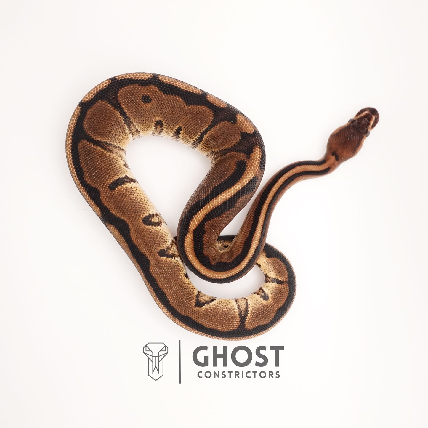 Possible Yellow Belly G-Stripe 66% Het Clown Ball Python