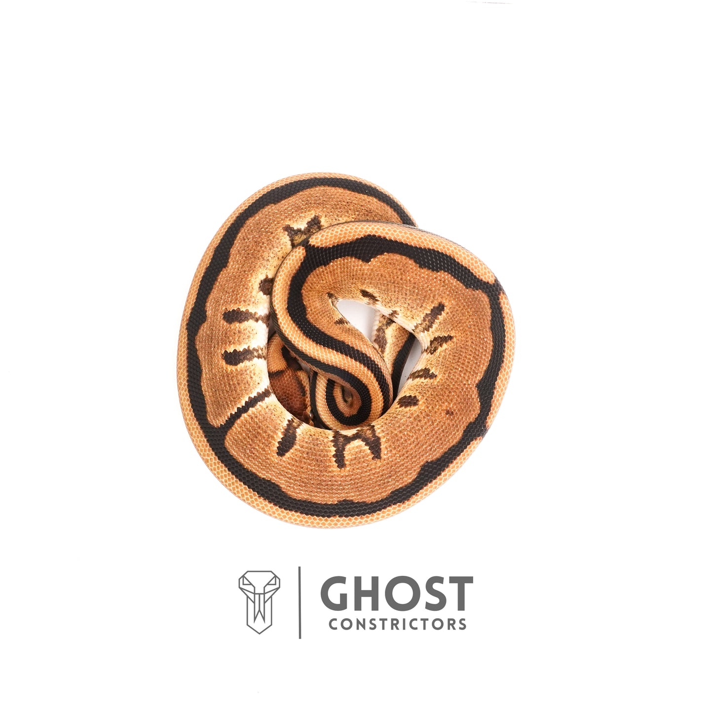 (YB) G-Stripe 66% Het Clown