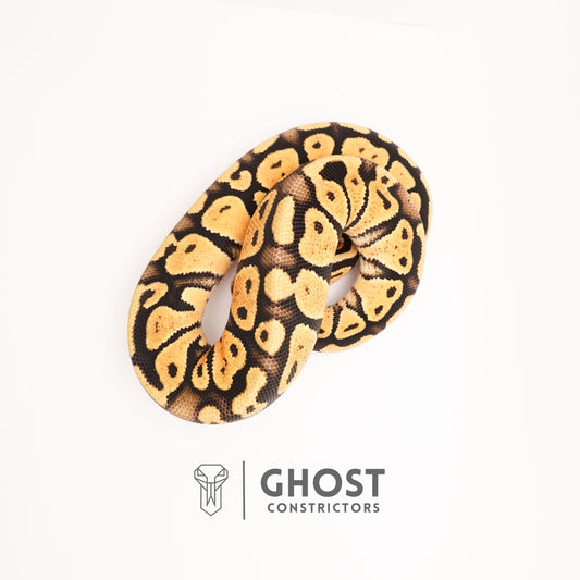 Yellow Belly Pastel Het G-Stripe 66% Het Clown Ball Python