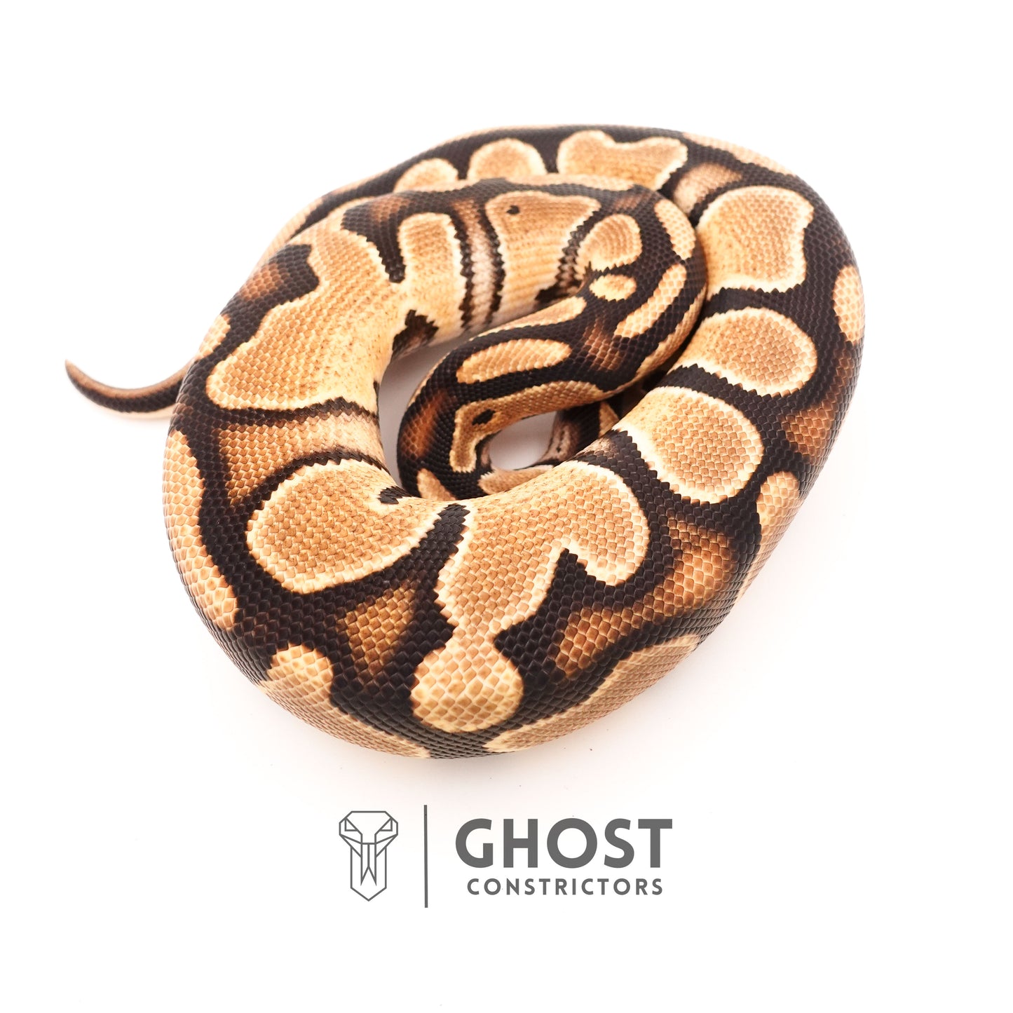 Vanilla Het Piebald