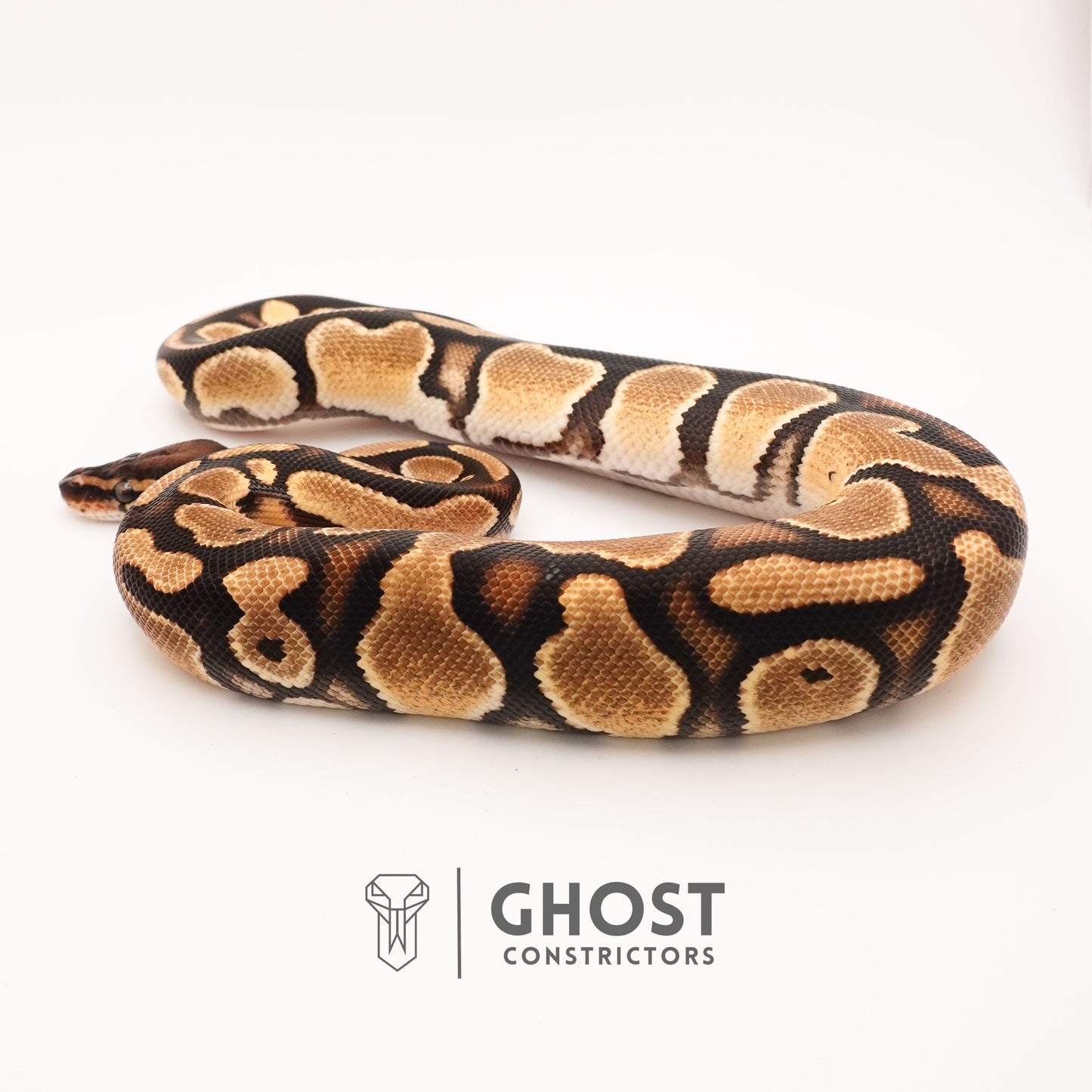 Vanilla Het Piebald