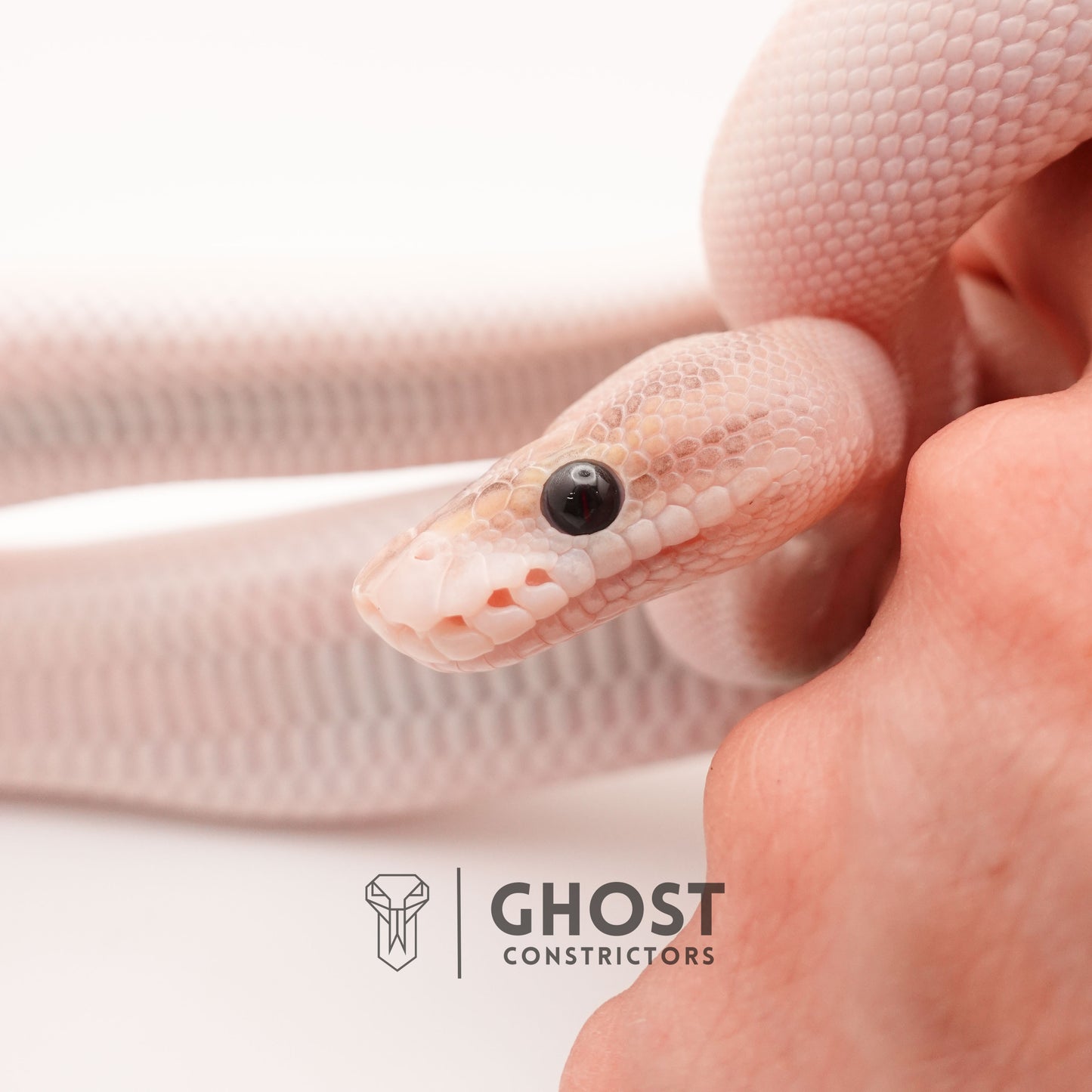 (Suma) Ivory (Blackhead) (GHI) - Ivory Ball Python