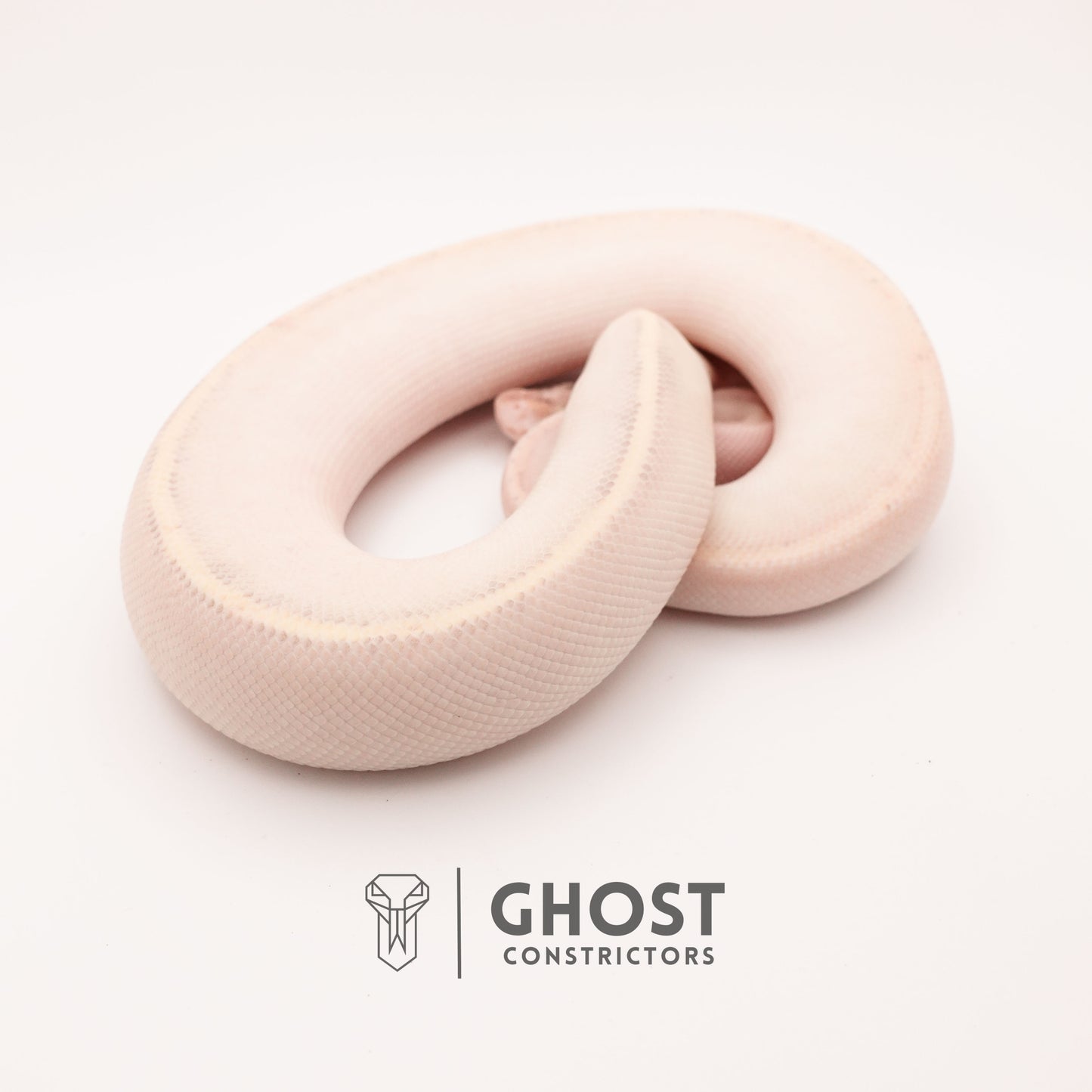 (Suma) Ivory (Blackhead) (GHI) - Ivory Ball Python