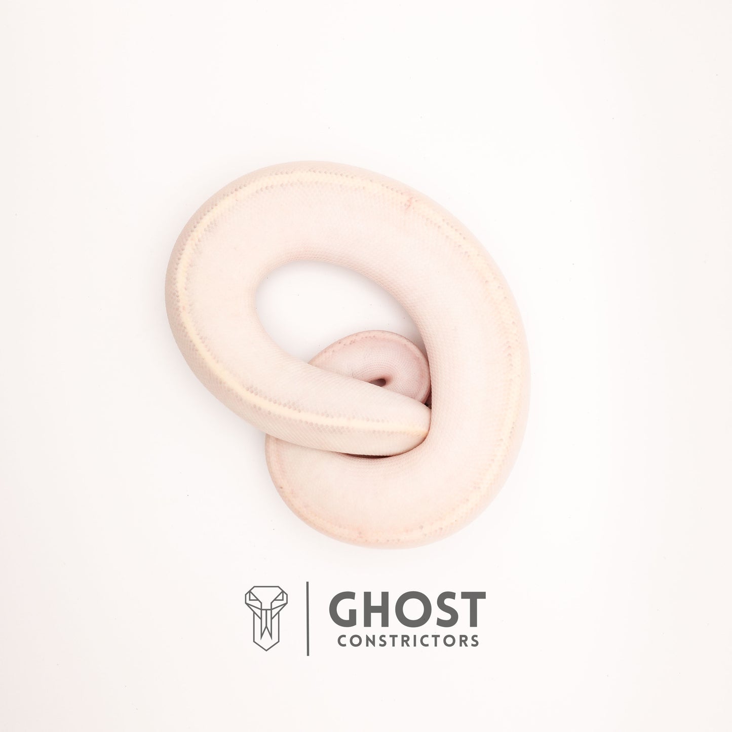 (Suma) Ivory (Blackhead) (GHI) - Ivory Ball Python