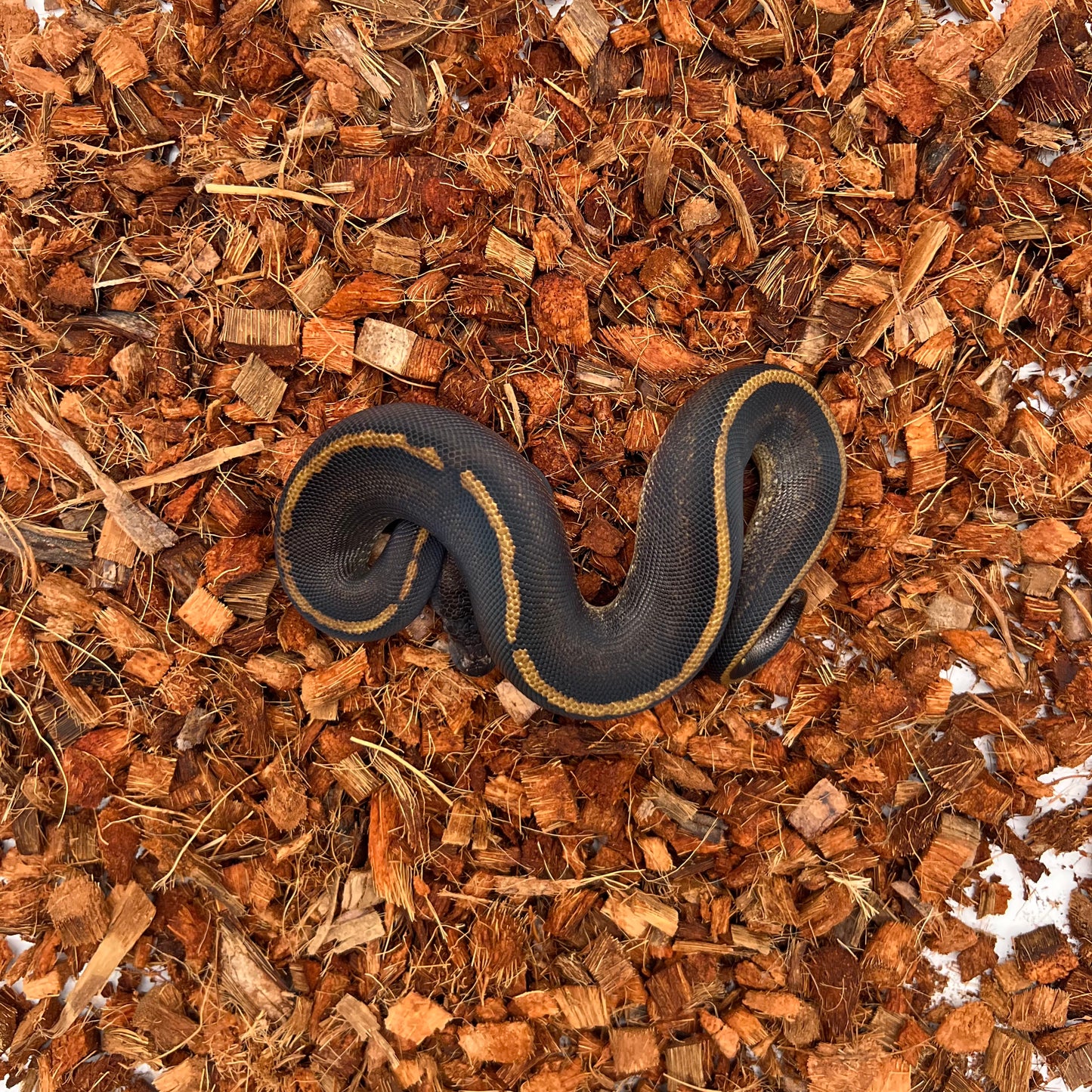 Mahogany, Black Head, GHI, Poss Yellow Belly