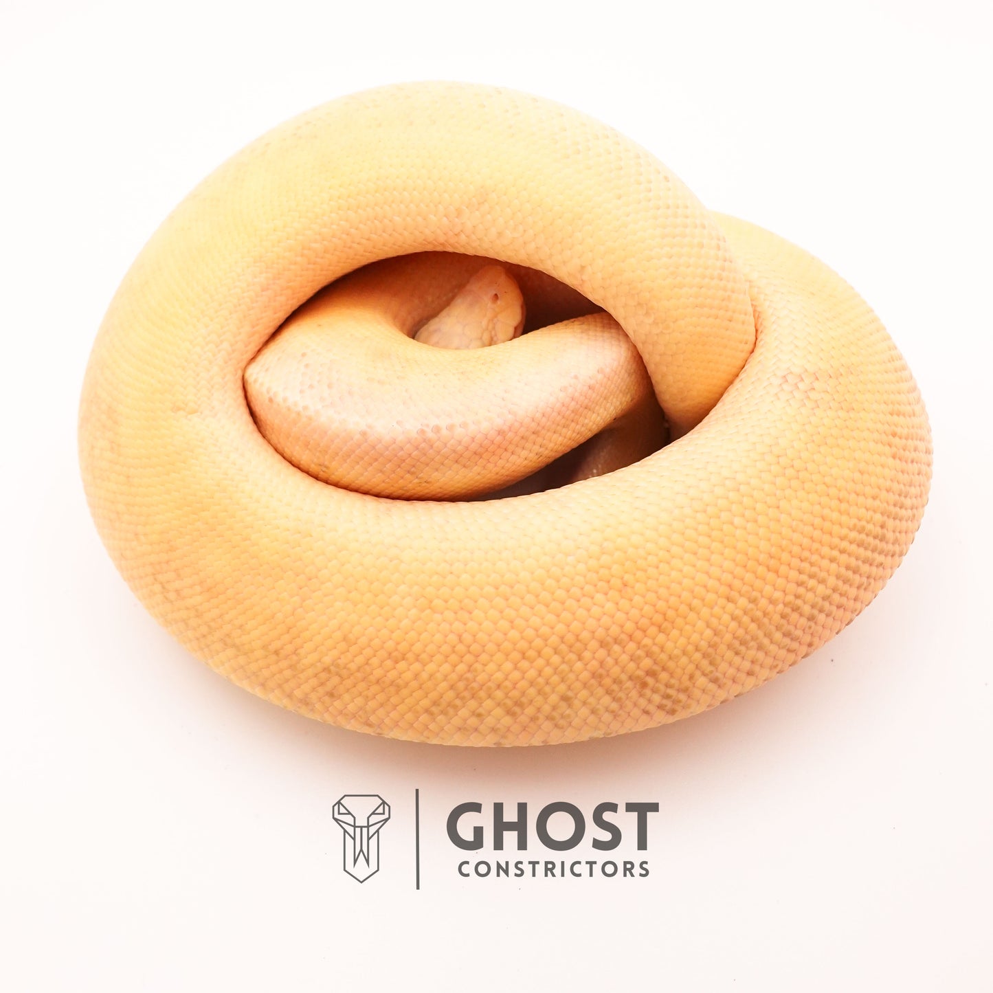 Pinstripe Clown Hypo Ball Python