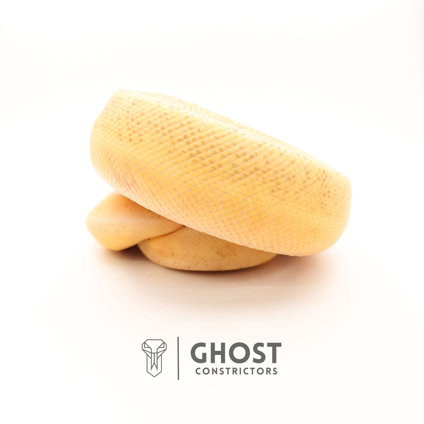 Pinstripe Clown Hypo Ball Python