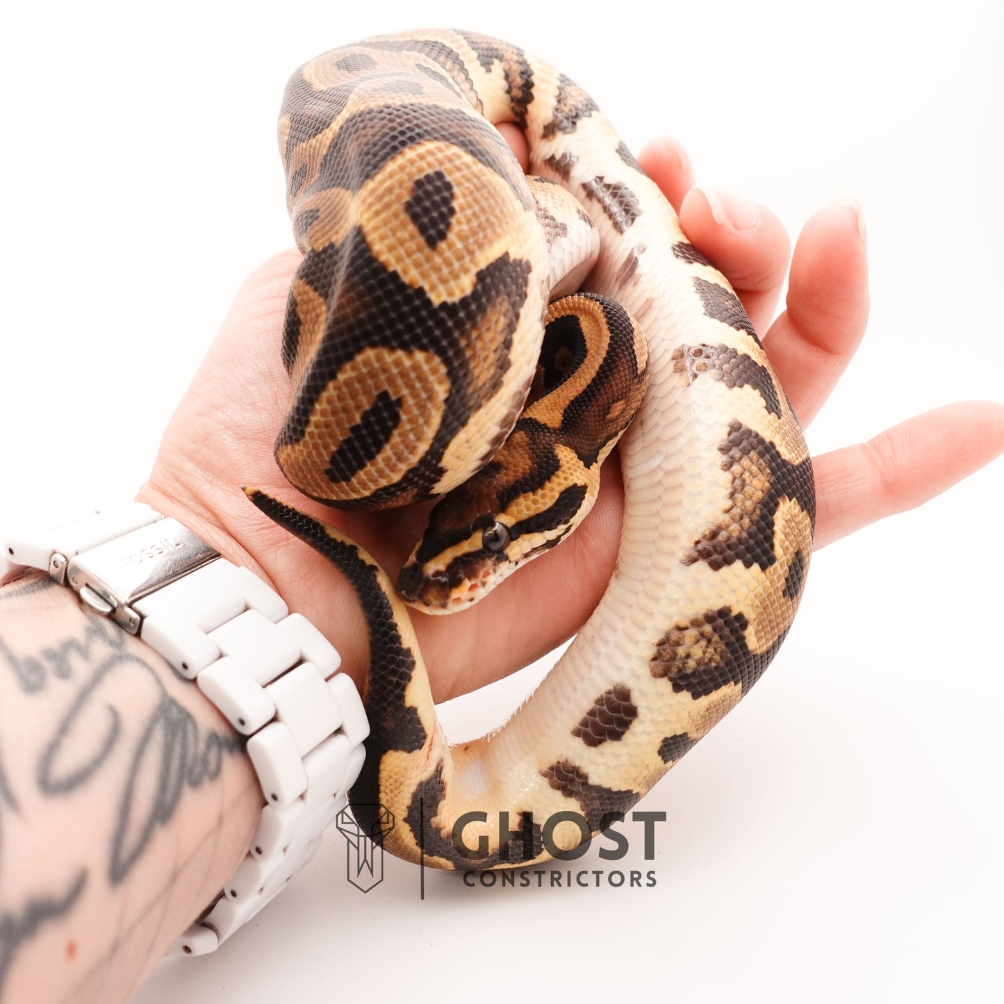 Het Pied Leopard Ball Python for Sale