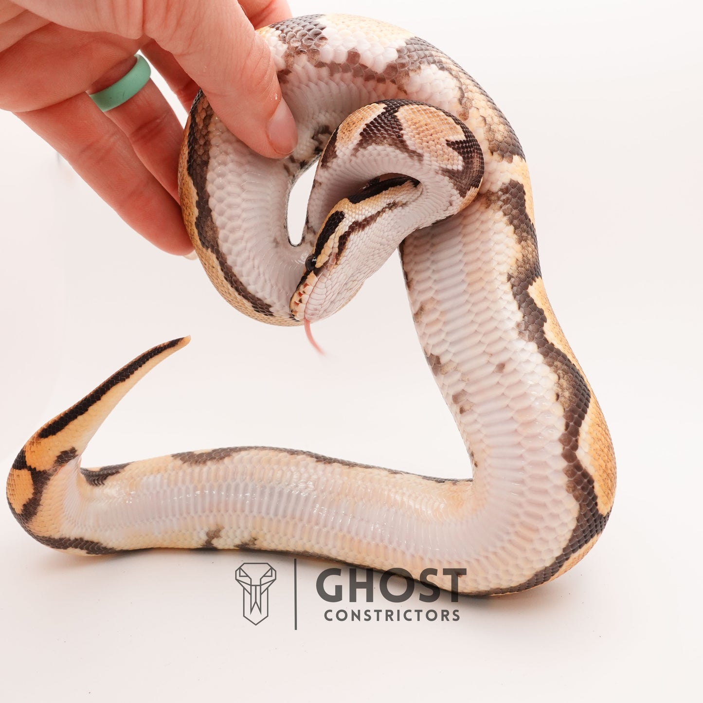 Het Pied Vanilla Orange Dream Ball Python