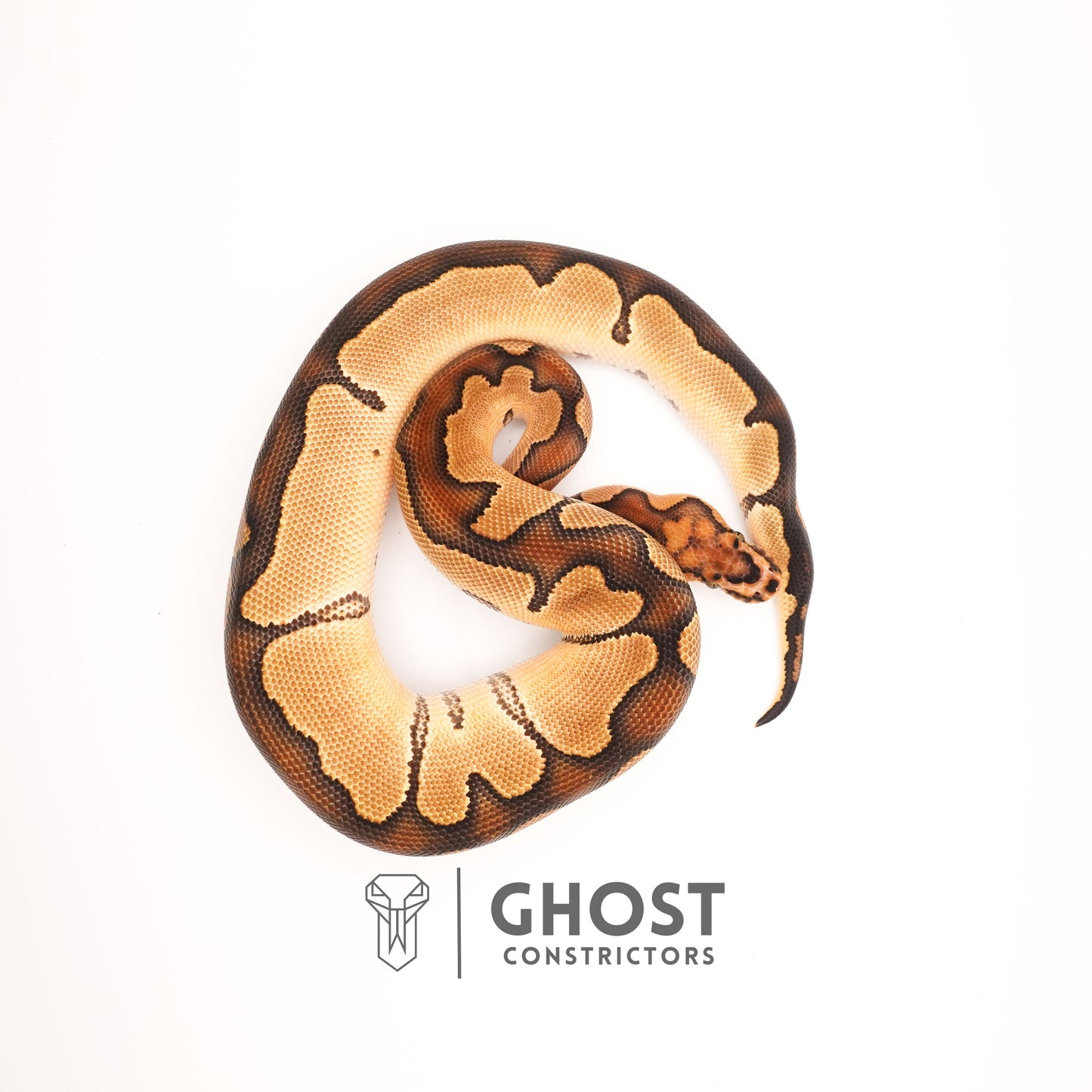 Chocolate Blade Clown