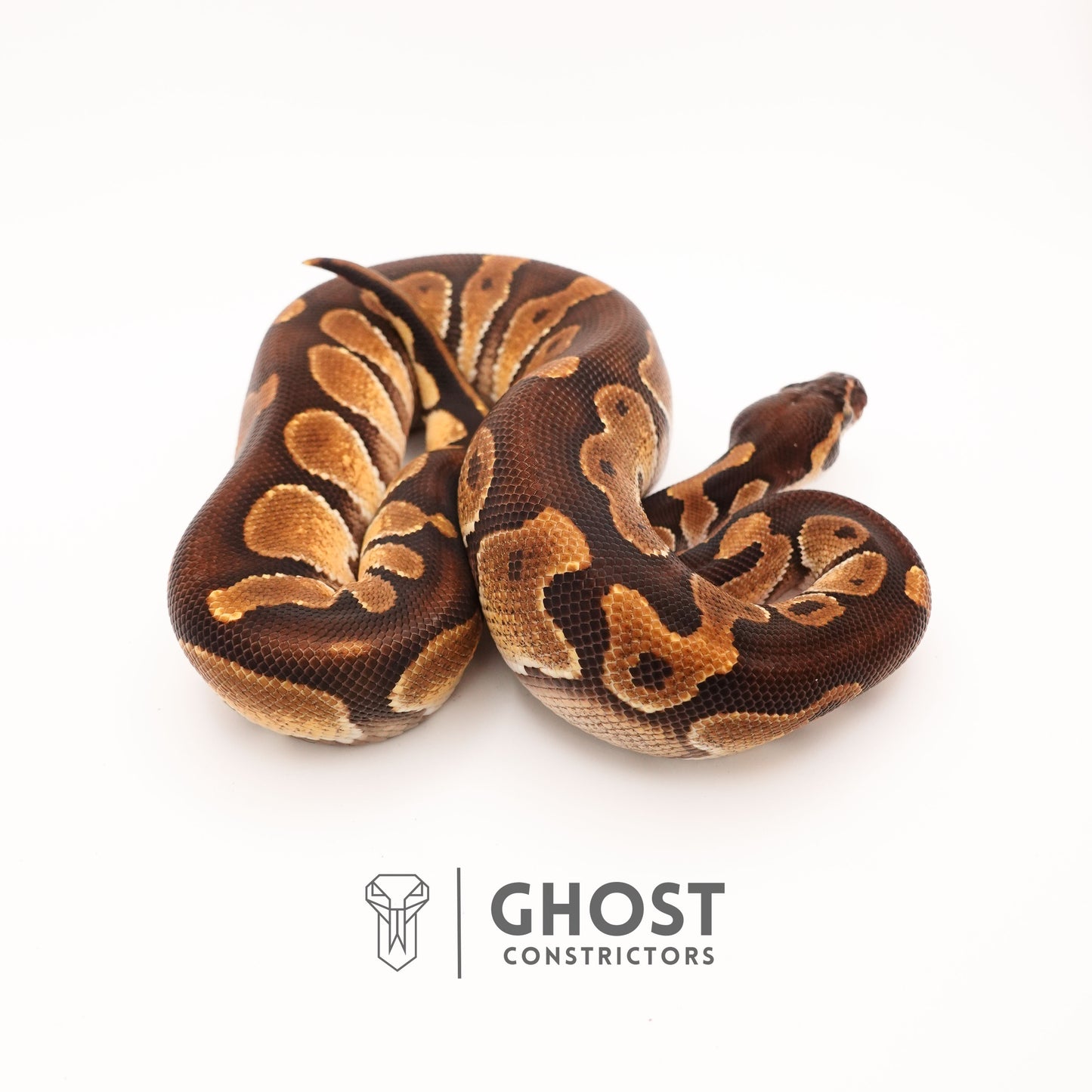 Enchi, Blackhead, Het Ultramel Ball Python