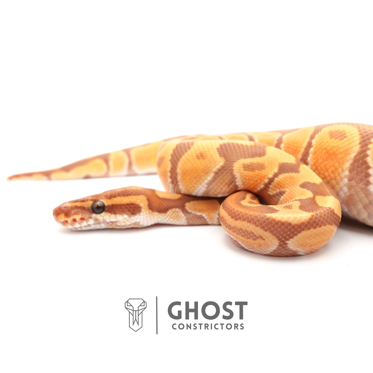 Enchi, Ultramel