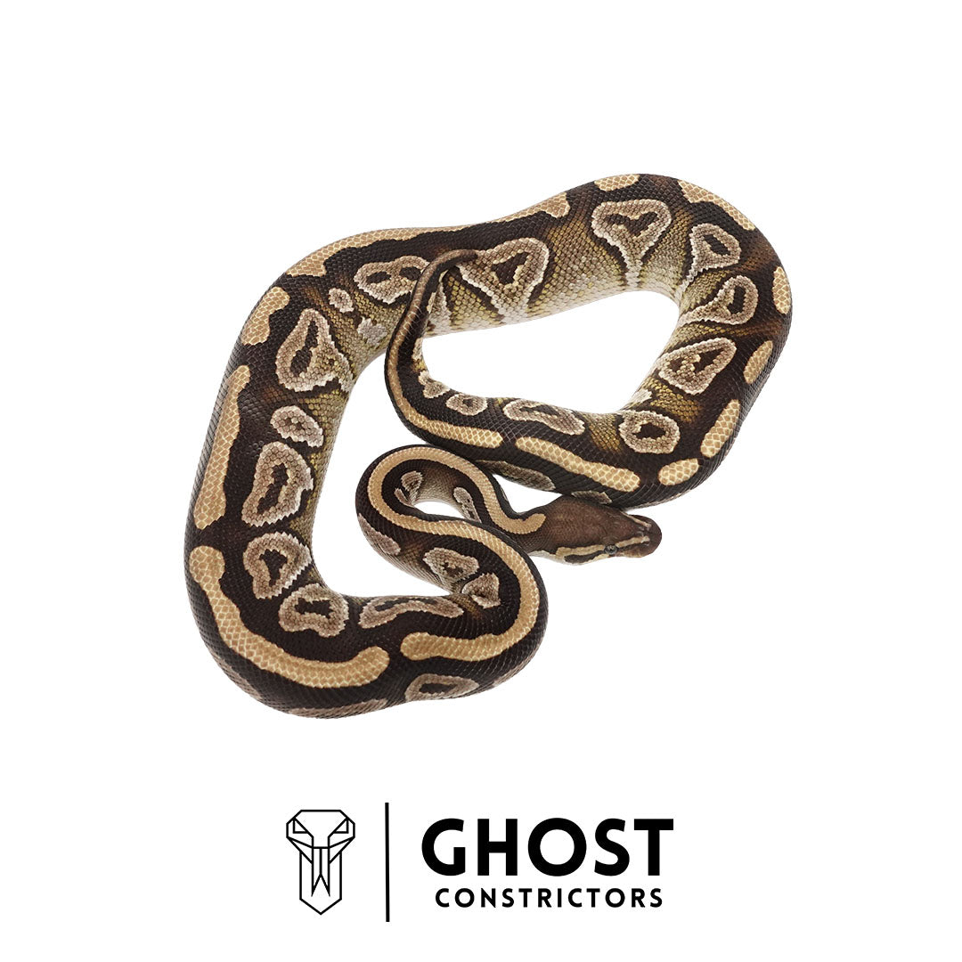 Mojave Het Clown Male Ball Python | Ghost Holdback Release