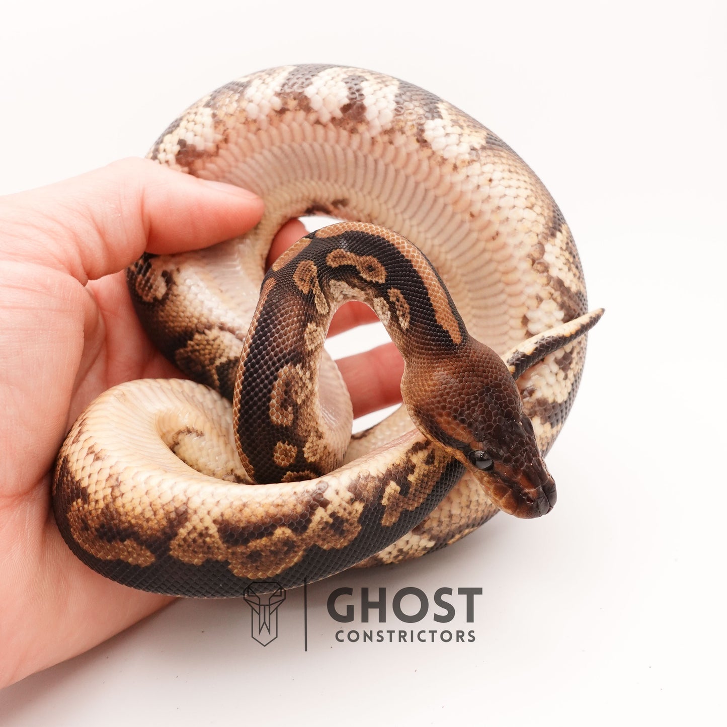 Het Piebald Mahogany Ball Python