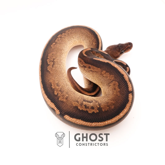Het Pied Mahogany Black Pastel Ball Python