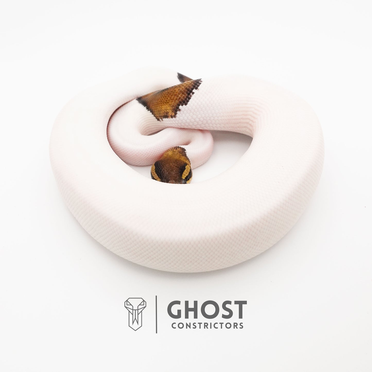 Black Pastel Pied Het VPI Axanthic