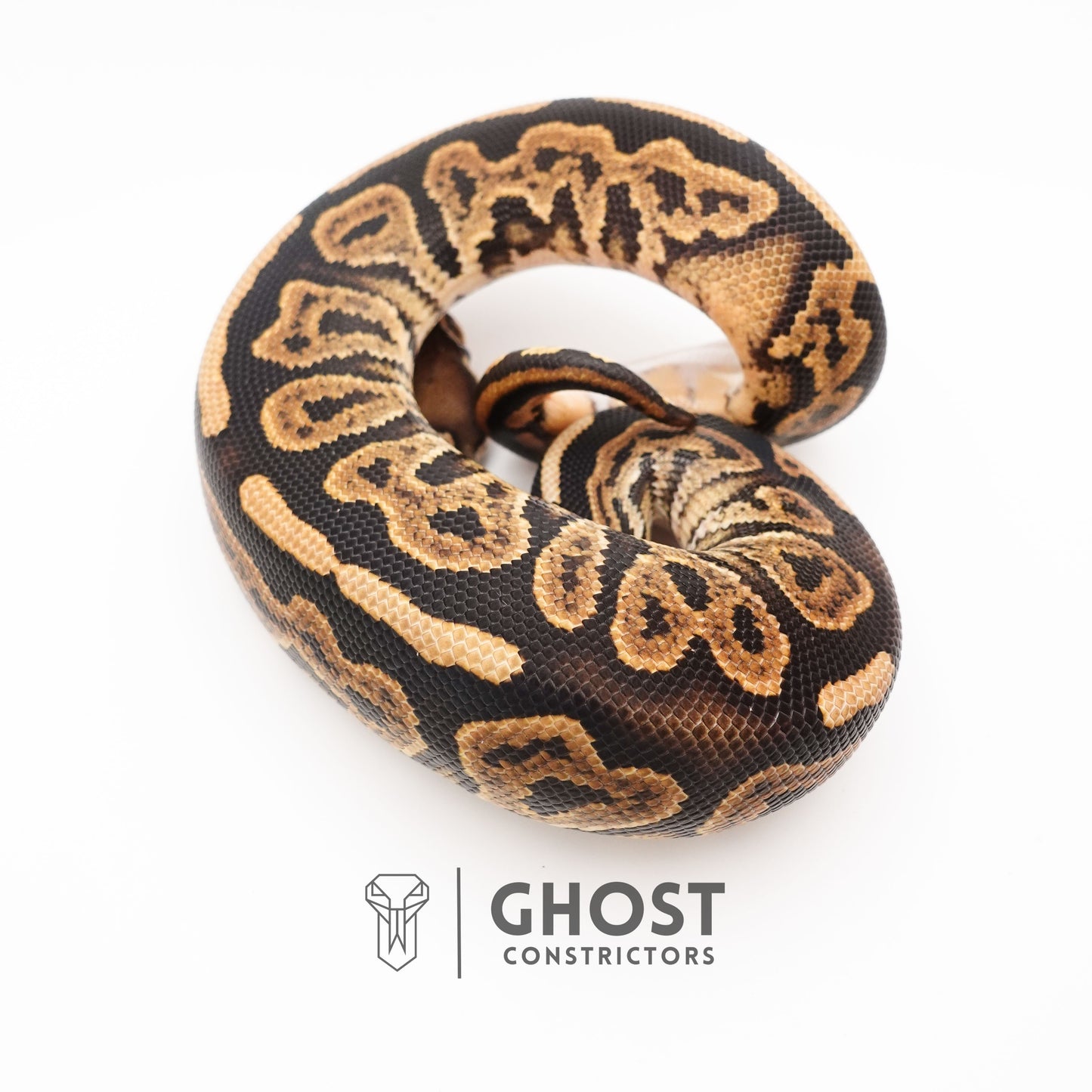 Black Pastel Double Het VPI Axanthic Pied Ball Python