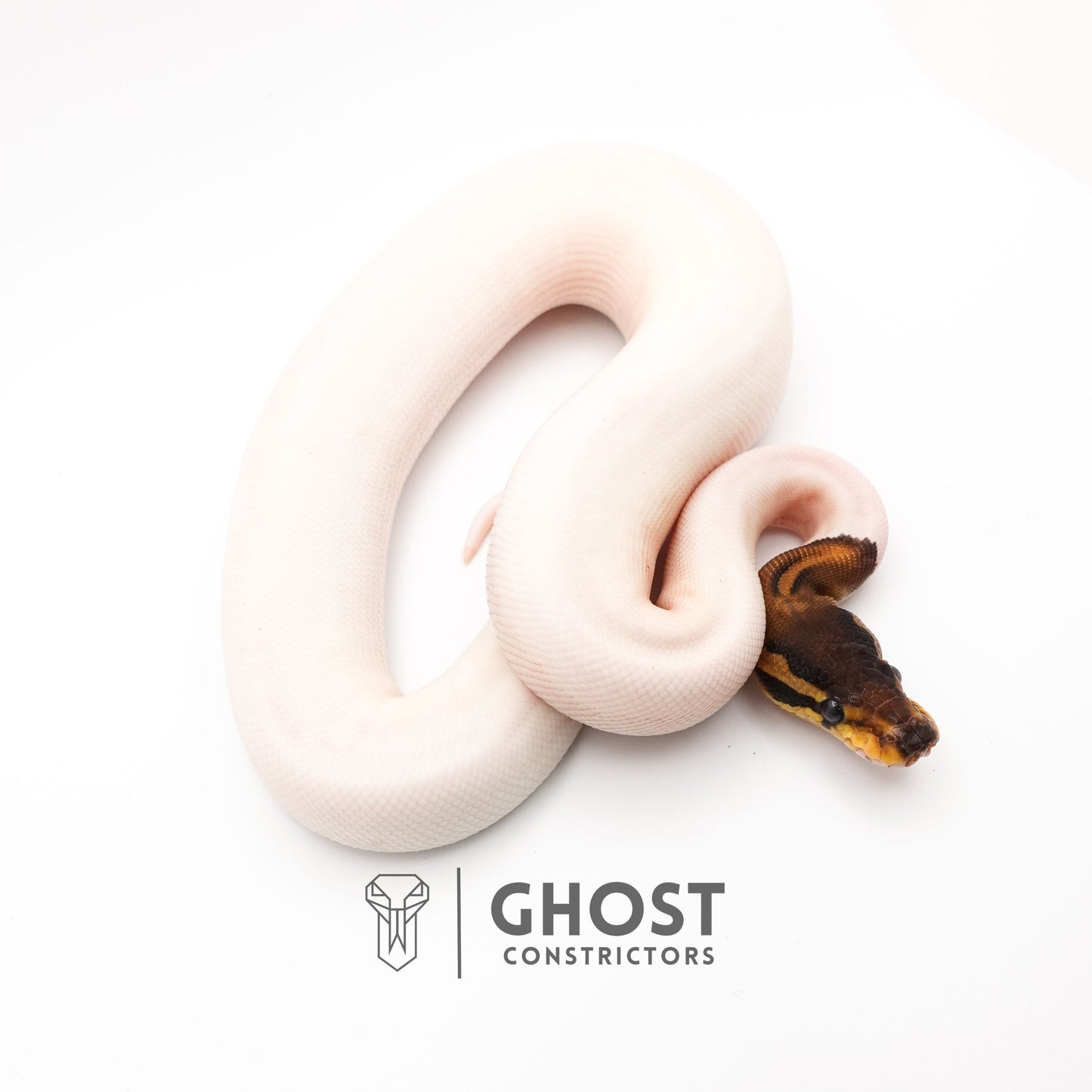 (Black Pastel) Pied Het VPI Axanthic
