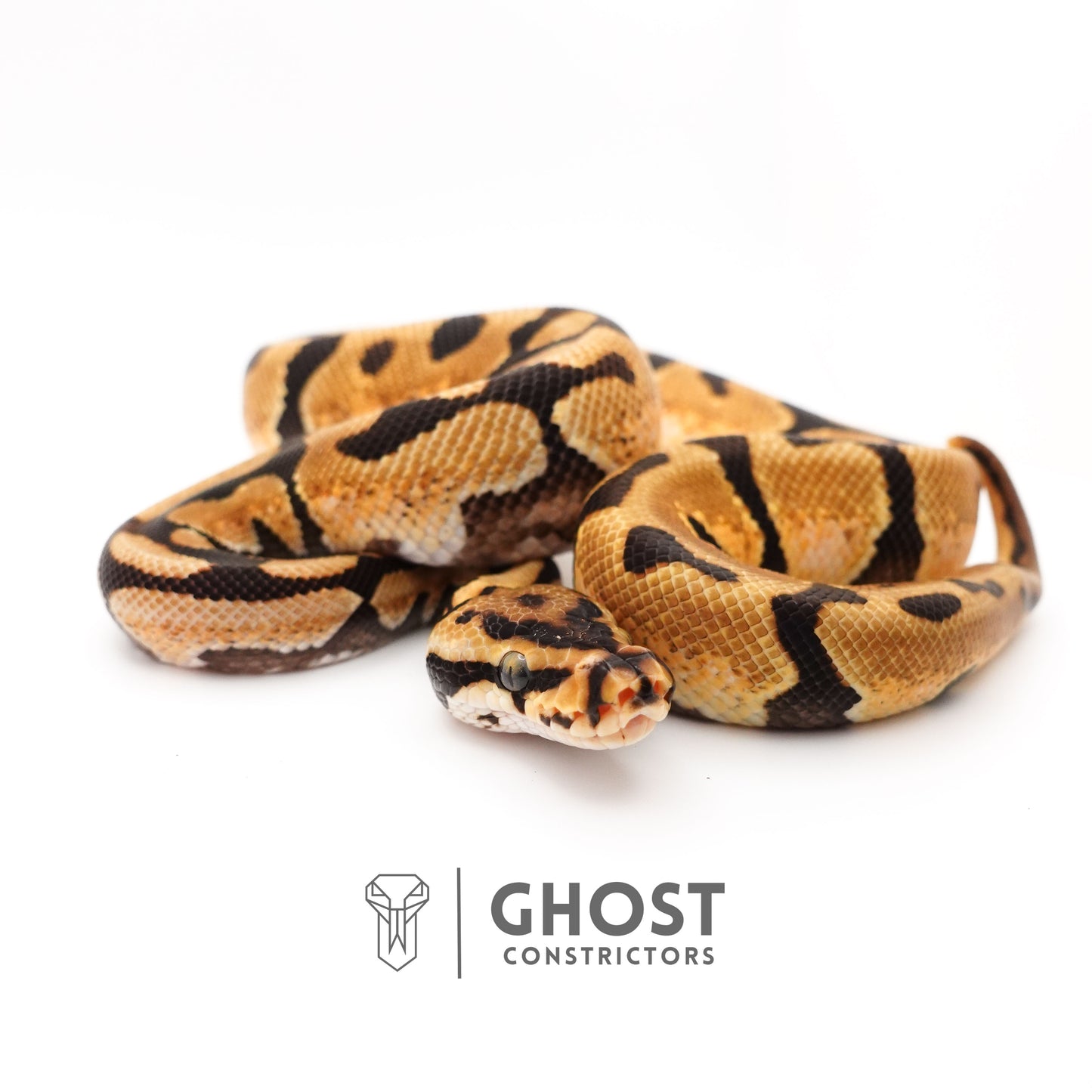 Fire Spotnose Enchi Triple Het Clown DG Pied Ball Python