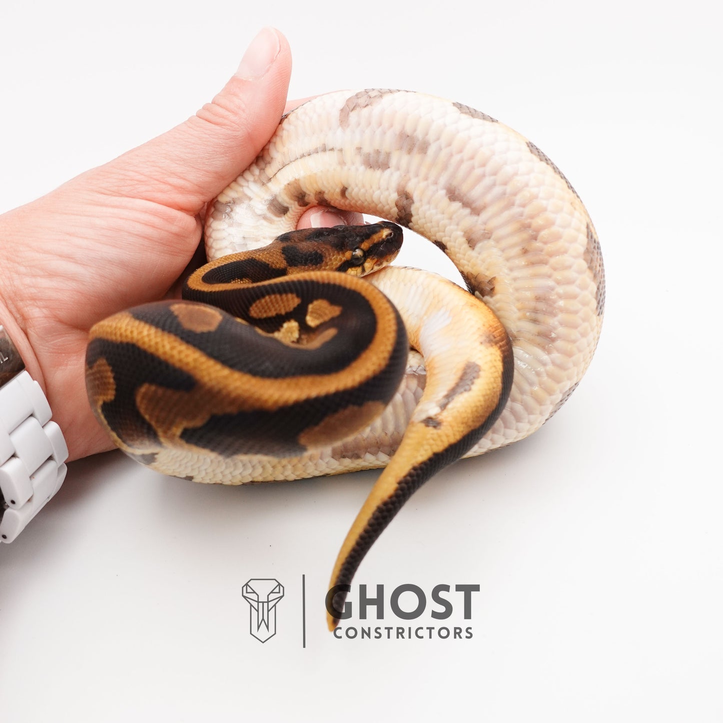 Enchi Leopard Het Clown Het Desert Ghost Het Pied Ball Python