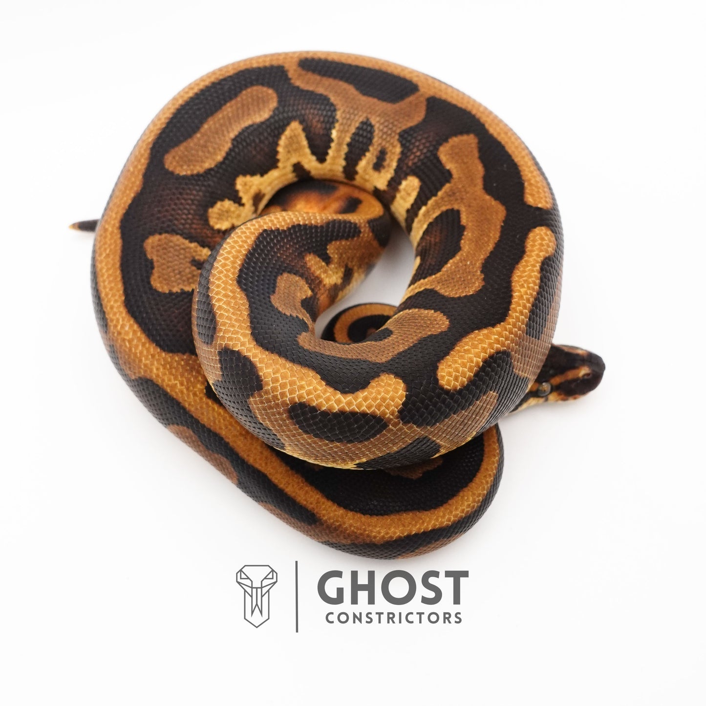Enchi Leopard Het Clown Het Desert Ghost Het Pied Ball Python