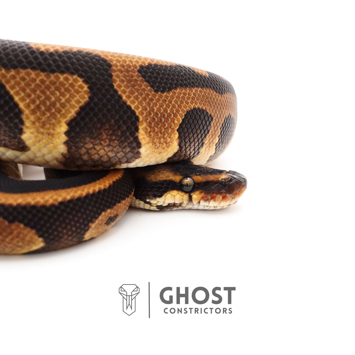 Enchi Leopard Het Clown Het Desert Ghost Het Pied Ball Python