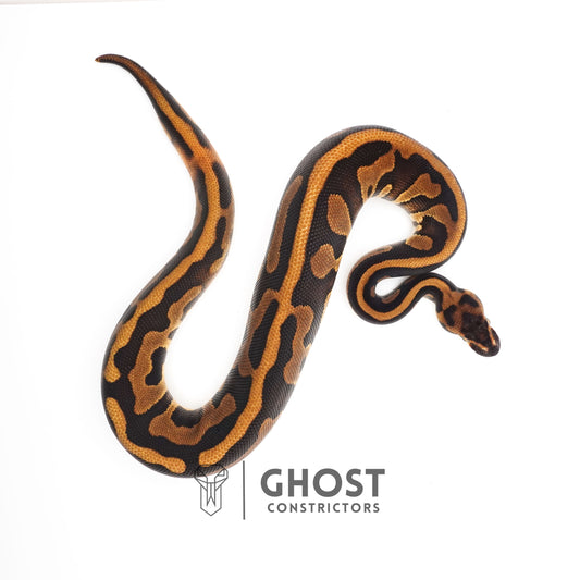 Enchi Leopard Het Clown Het Desert Ghost Het Pied Ball Python