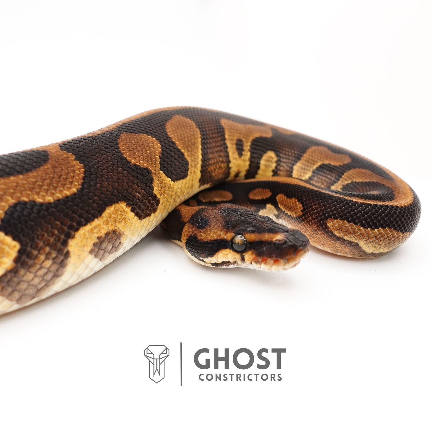 Enchi Leopard Het Clown Het Desert Ghost Het Pied Ball Python