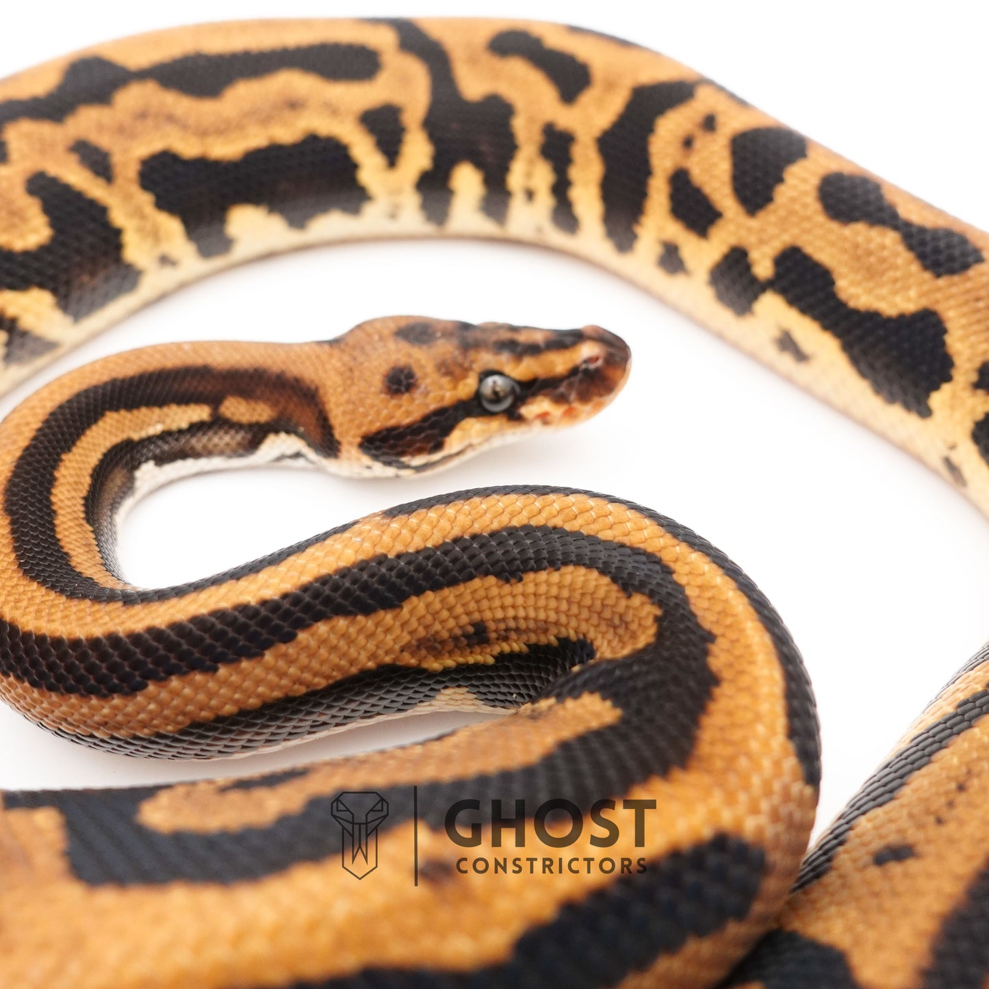 Leopard Spotnose Enchi Possible Redstripe Triple Het Clown DG Pied Ball Python