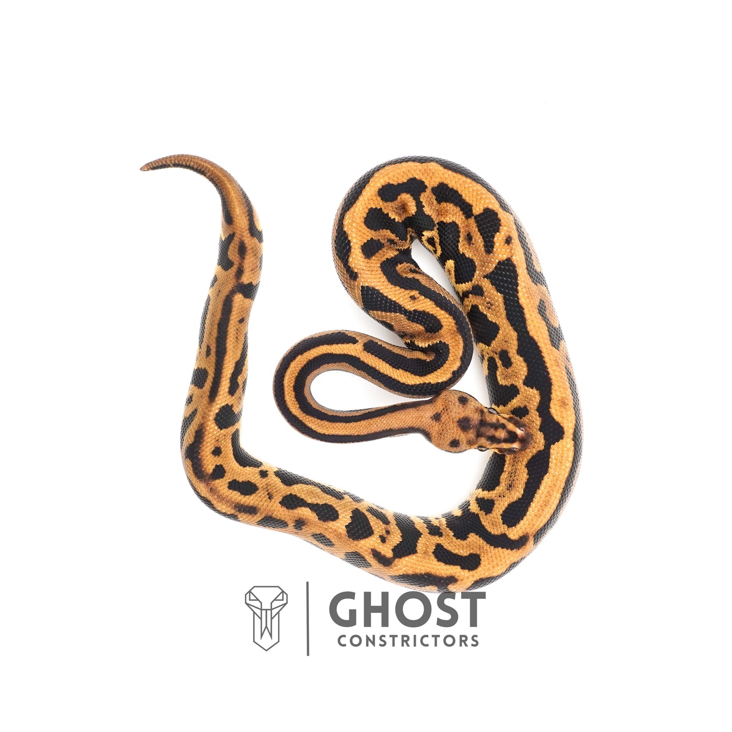 Leopard Spotnose Enchi Possible Redstripe Triple Het Clown DG Pied Ball Python