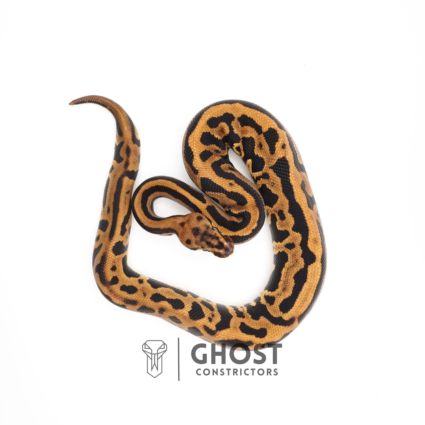 Leopard Spotnose Enchi Possible Redstripe Triple Het Clown DG Pied Ball Python